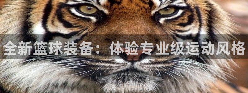 77体育：全新篮球装备：体验专业级运动风格