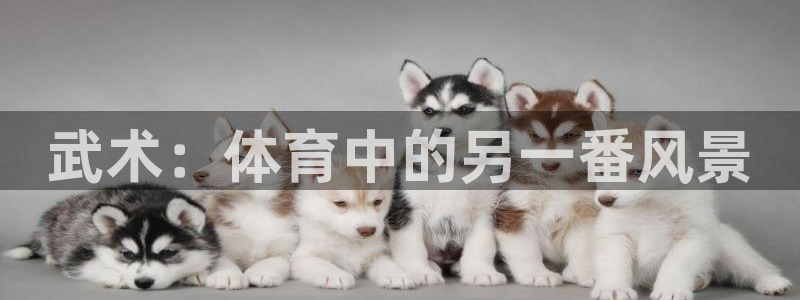 77体育app下载官网：武术：体育中的另一番风景