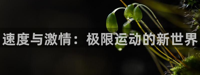 77体育官网：速度与激情：极限运动的新世界